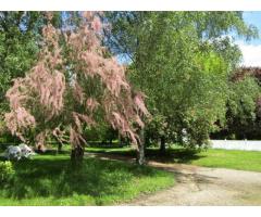 Vente maison 166 m² Heugnes (36180)