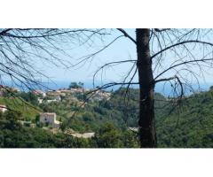 Vente terrain 5.000 m² Cagnes-Sur-Mer (06800)