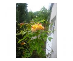 Vente maison 80 m² Nanterre (92000)