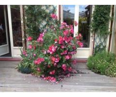 Vente maison 134 m² Mazeres-Lezons (64110)